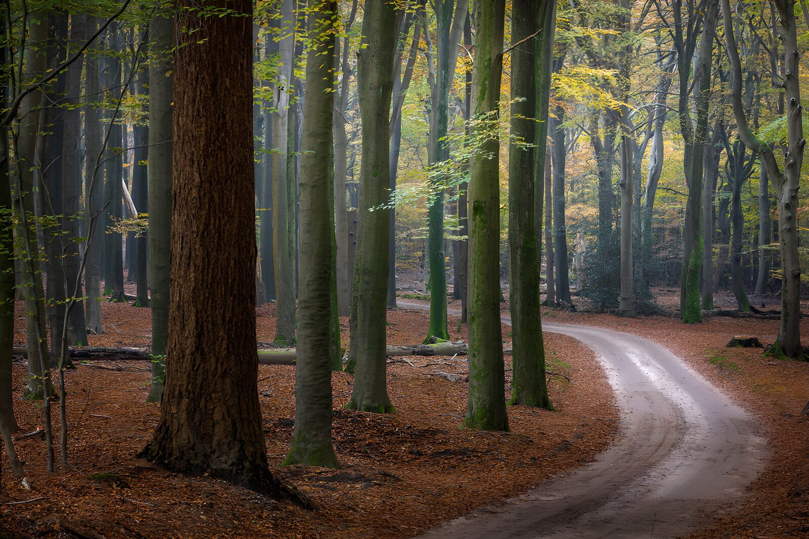 TPDE92241: Serpentinierter Waldweg im Herbst