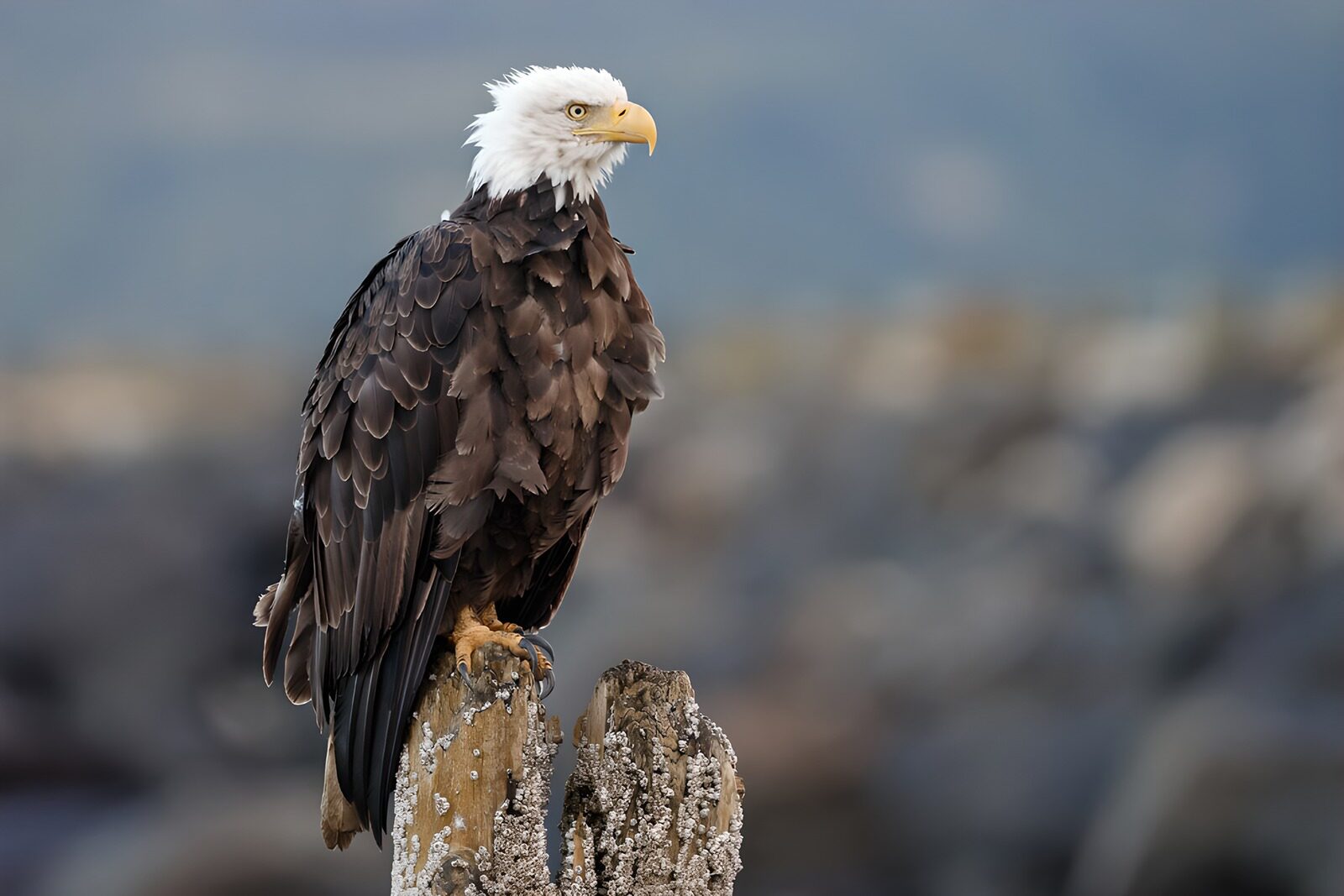 TPDE69388: Der majestätische Weißkopfseeadler