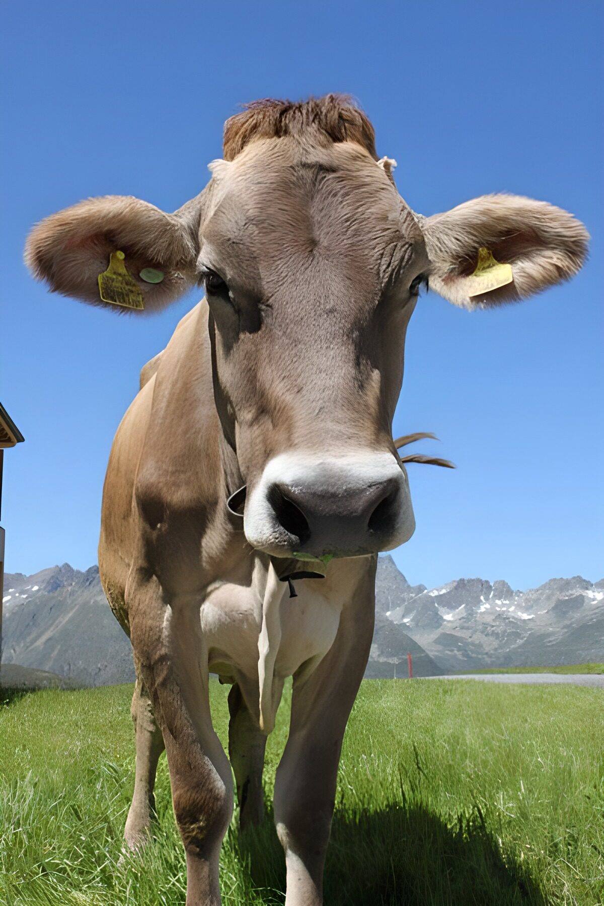 TPDE10547: Kuh in den österreichischen Alpen