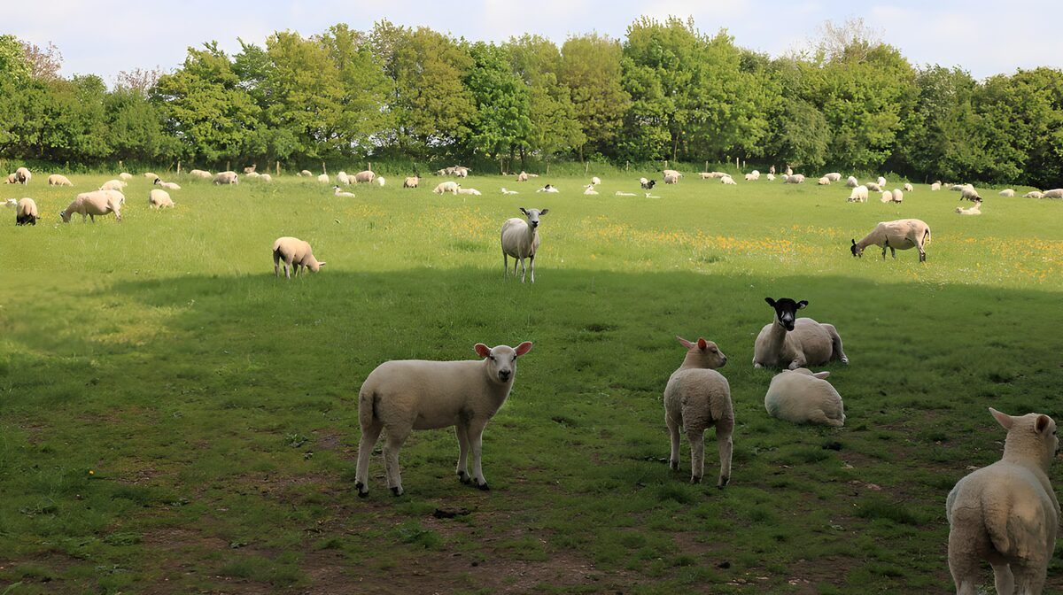 TPDE36453: Schafe auf einer grünen Wiese
