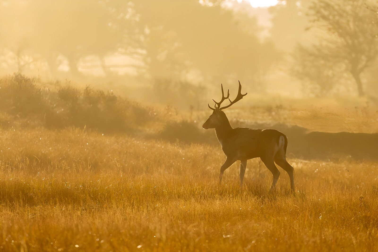 TPDE48638: Hirsch im Morgennebel