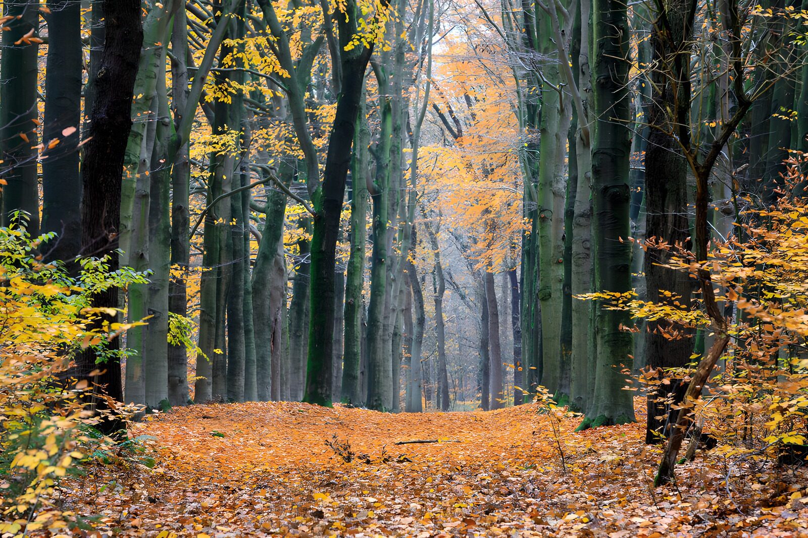TPDE85423: Herbstwald mit buntem Laub