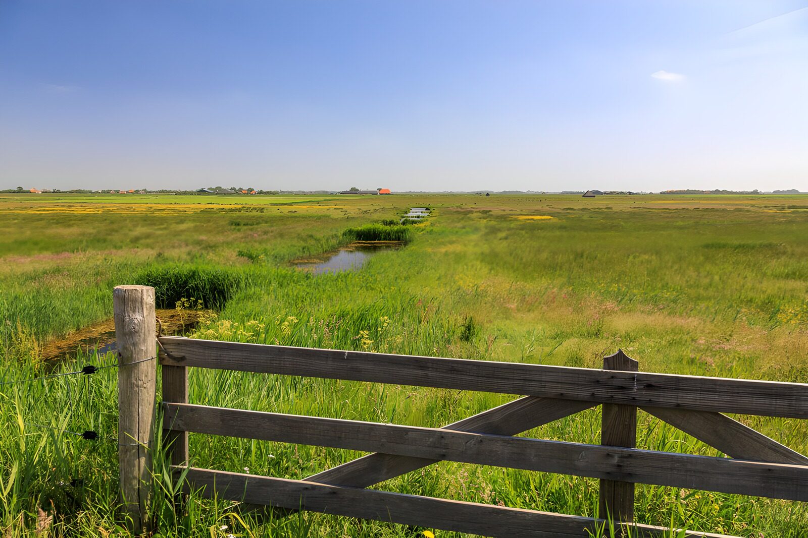 TPDE86719: Ruhige Wiesenlandschaft im Sommer