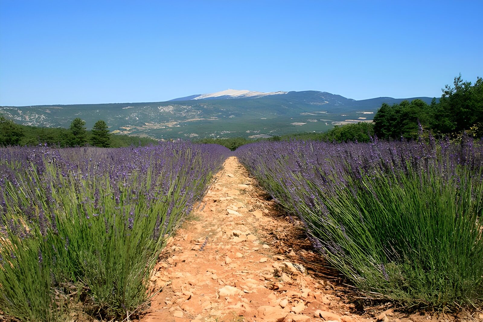 TPDE64898: die lilafarbeben Blüten der Lavendel prägen die Landschaft in Süd-Frankreich