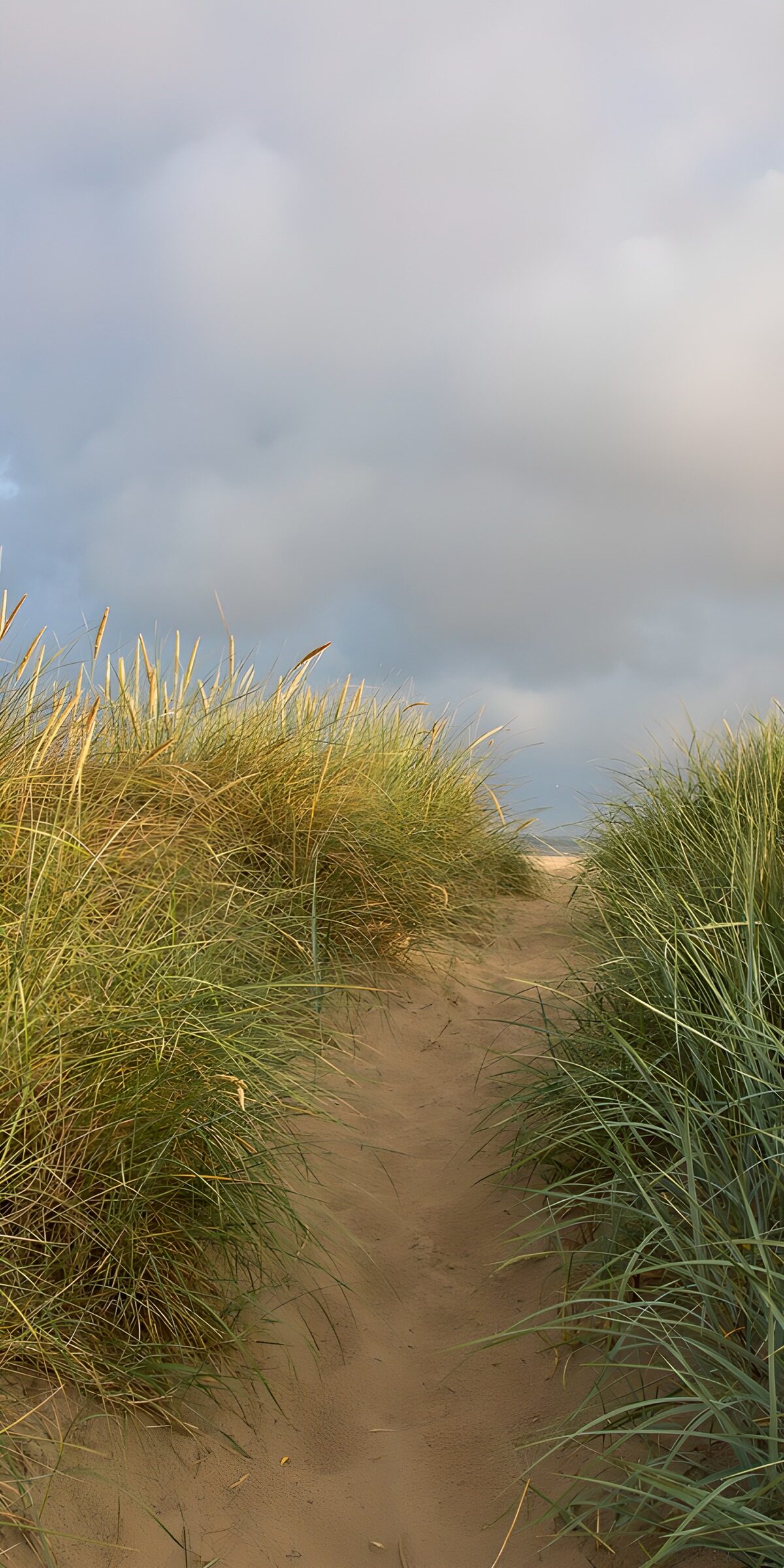TPDE19391: Sandweg durch das Gras zum Strand