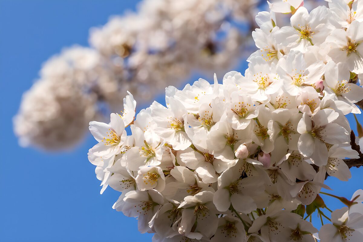 TPDE45842: Kirschblüten im Frühling
