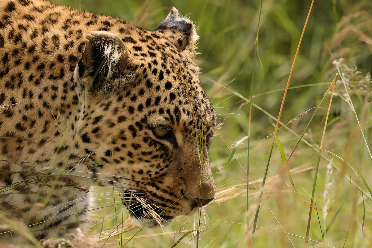 TPDE30946: Leopard im hohen Gras