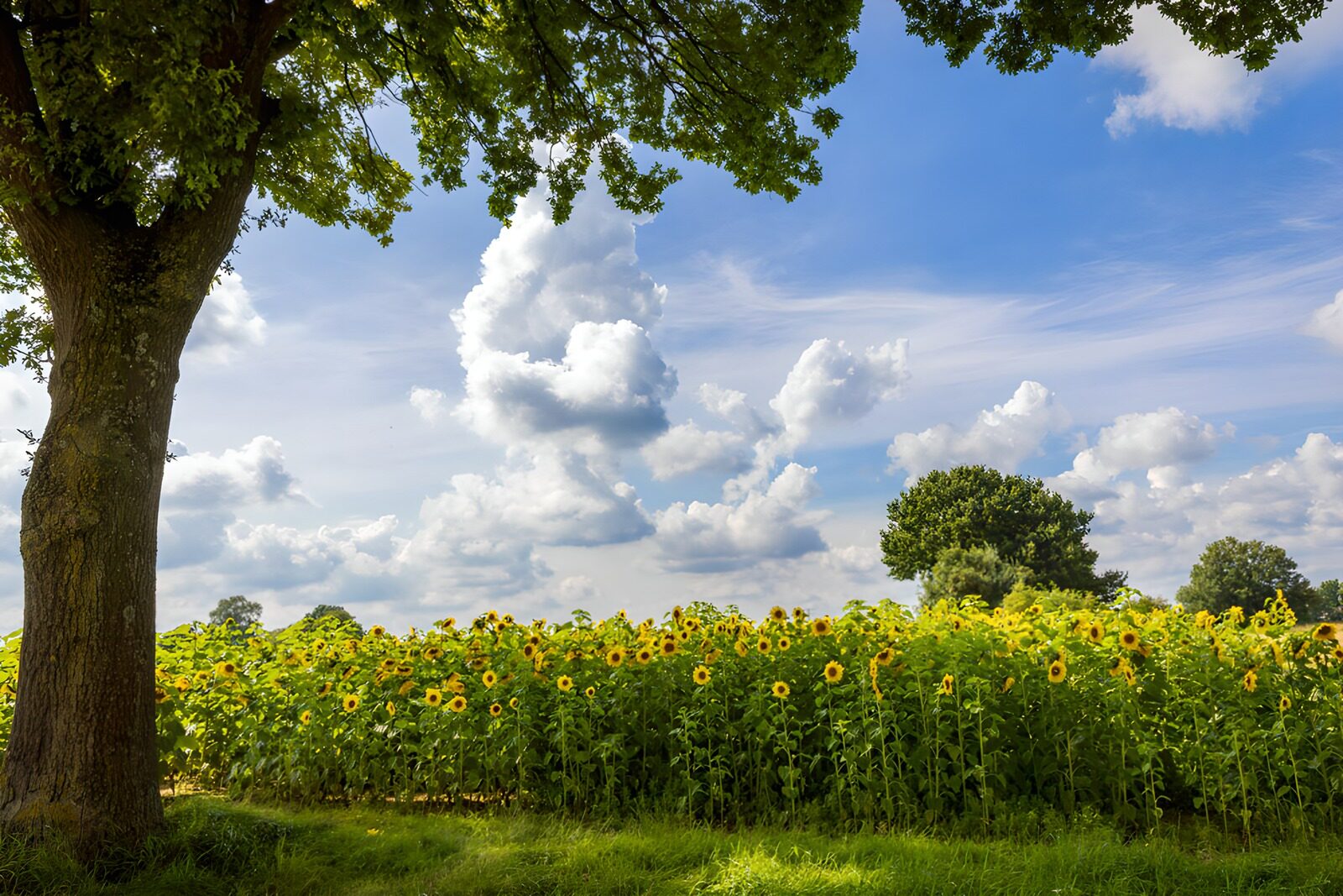 TPDE31881: Sonnenblumenfeld im Sommer