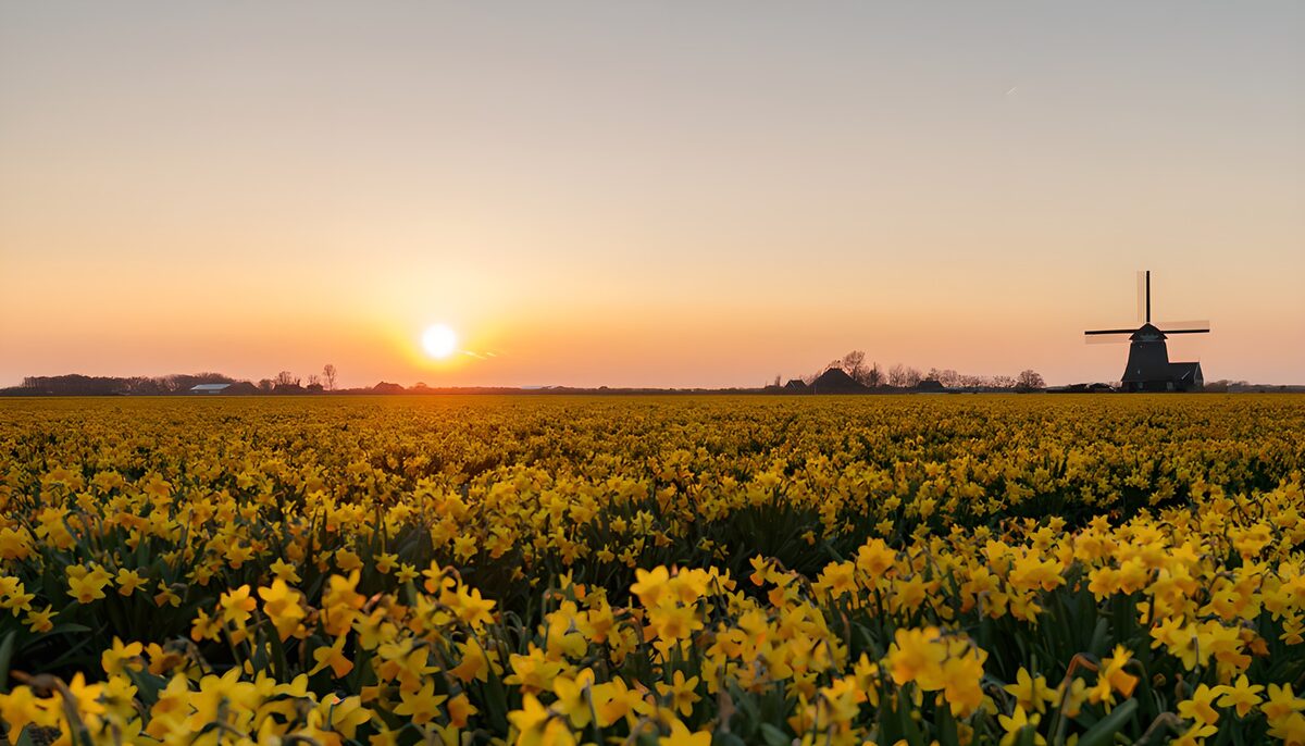 TPDE85640: Sonnenuntergang über den Narzissenfeldern