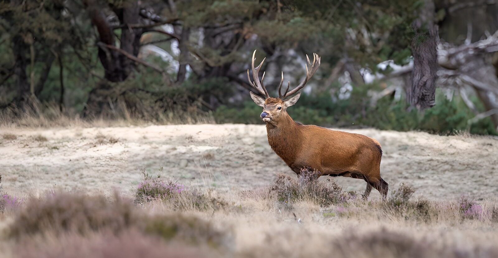 TPDE85066: Majestätischer Rothirsch in der Wildnis