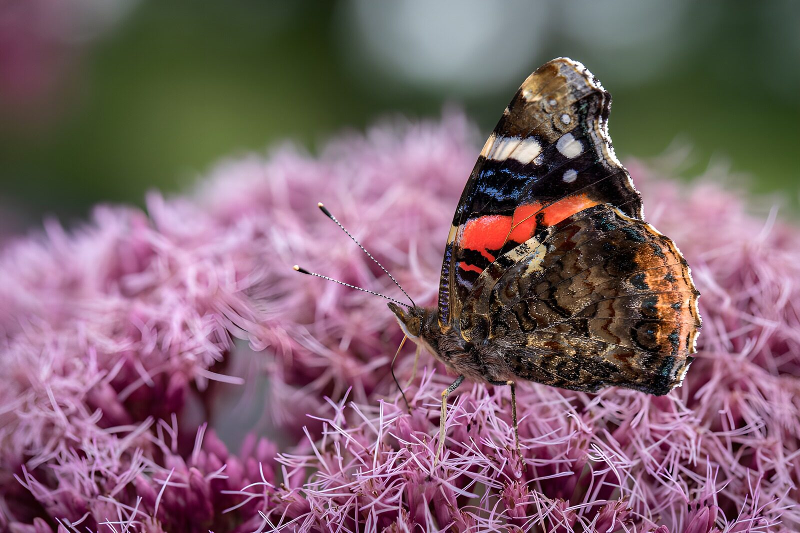 TPDE84014: Schmetterling auf lila Blüten