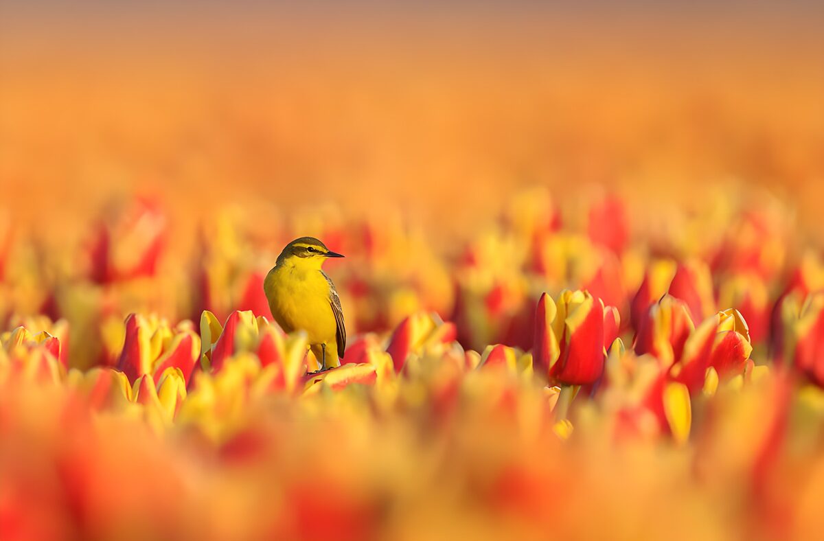 TPDE77896: Vogel zwischen bunten Tulpen