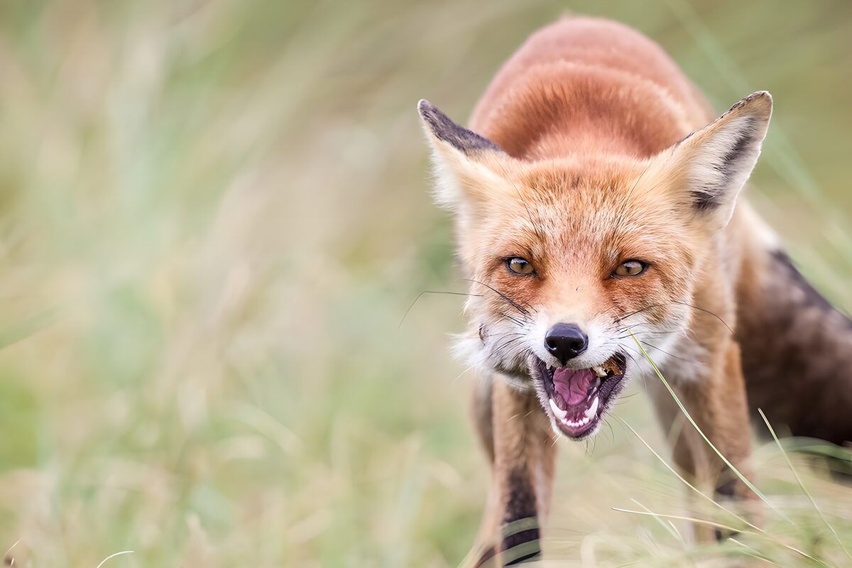 TPDE58560: Rotfuchs auf der Jagd