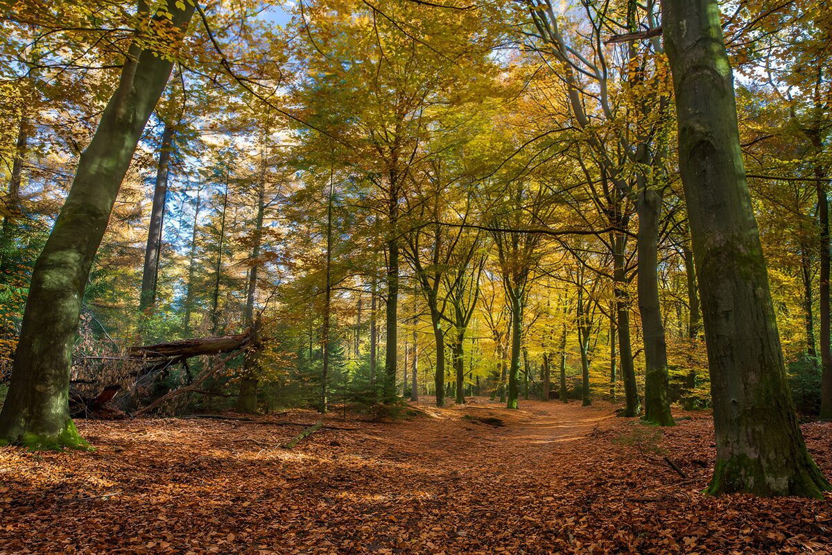 TPDE76496: Herbstwald mit buntem Laub
