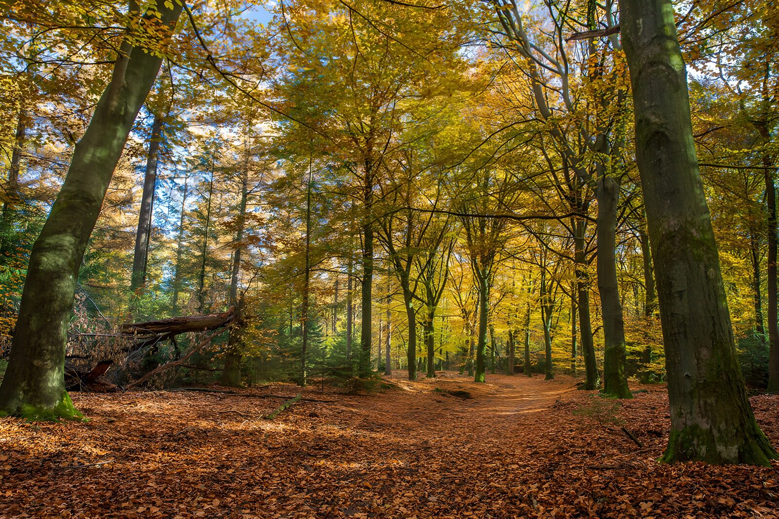 TPDE76496: Herbstwald mit buntem Laub