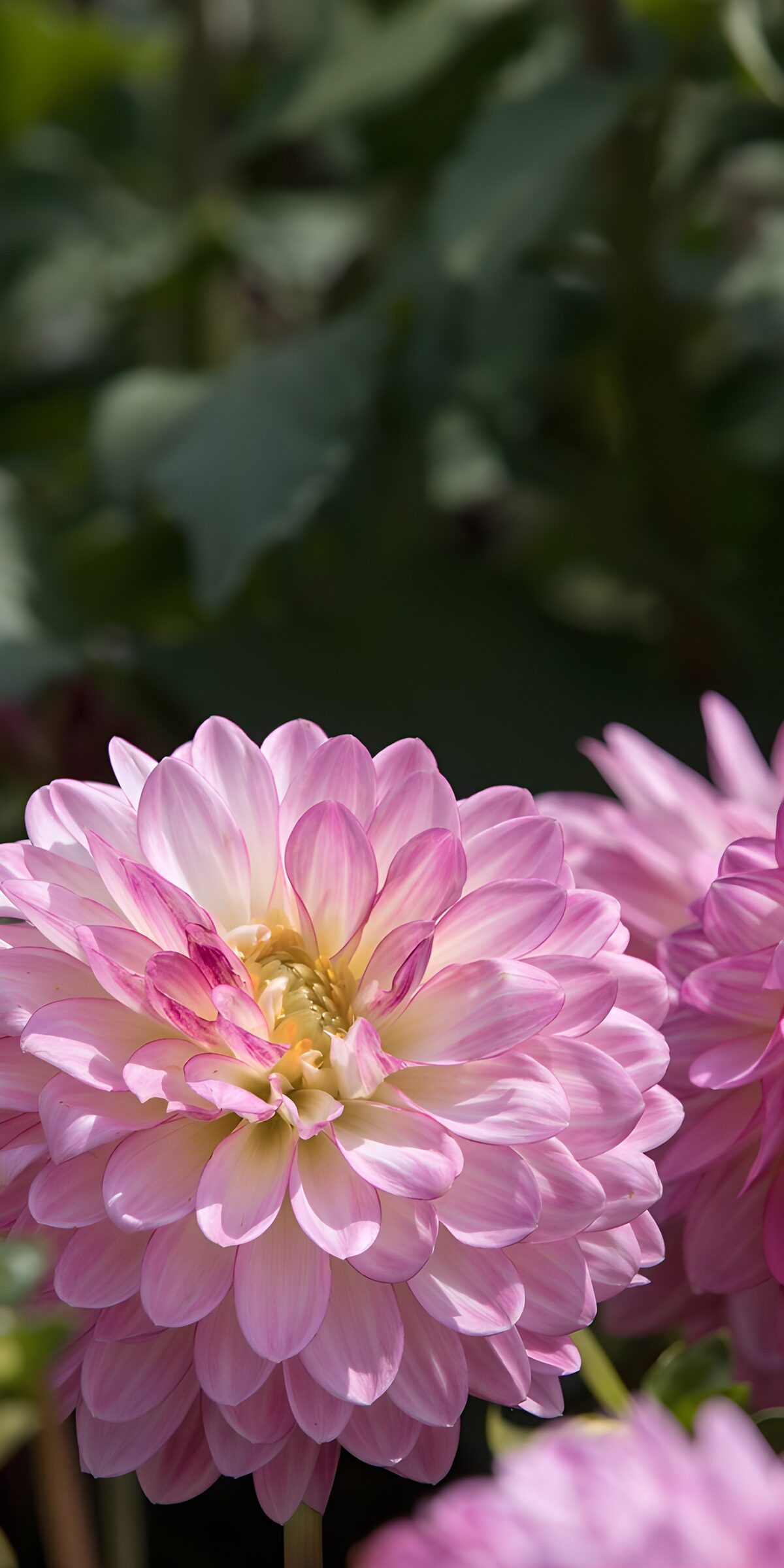 TPDE83241: Zarte rosa Dahlie im Licht