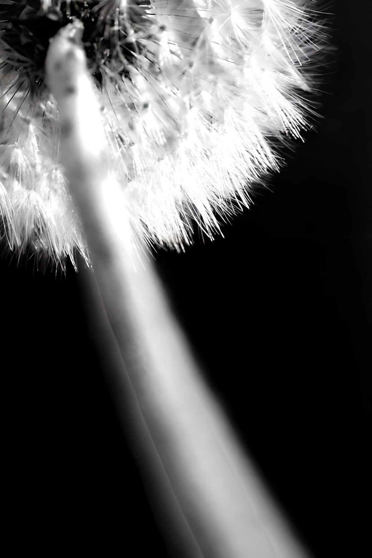die Flugsamen der Pusteblume