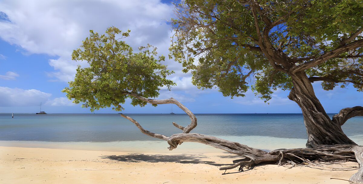 Traumstrand mit knorrigem Baum