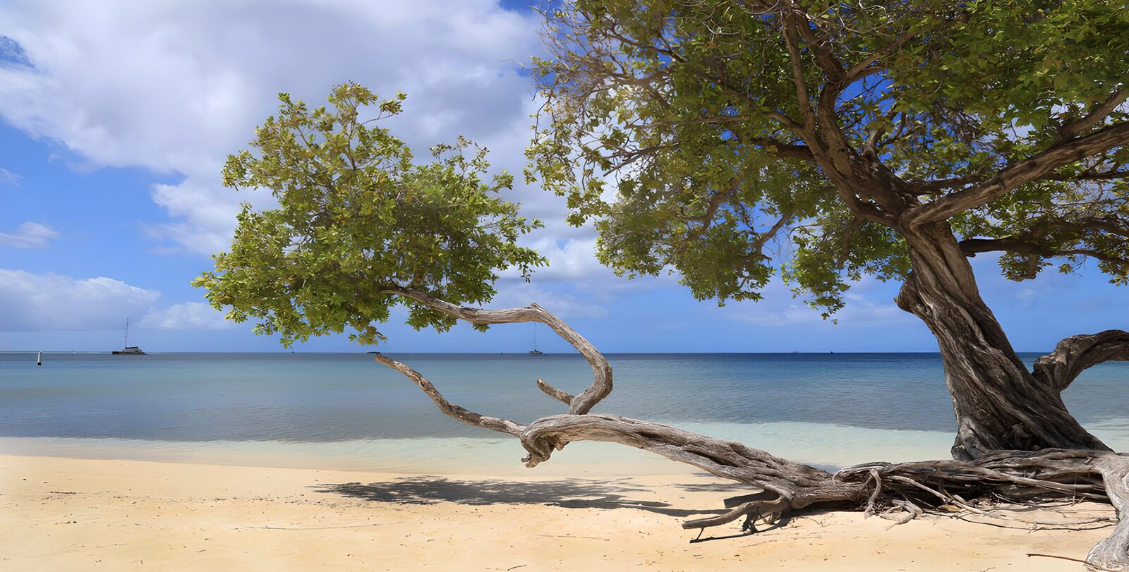 TPDE88215: Traumstrand mit knorrigem Baum