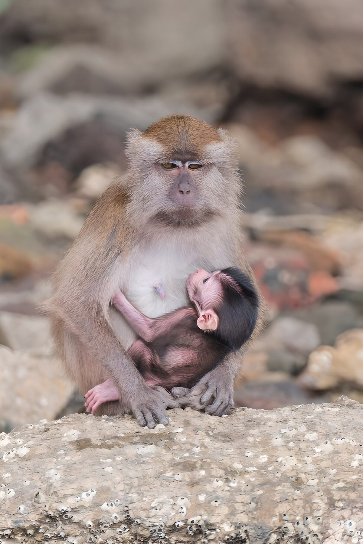 Mutter mit ihrem Baby-Makaken