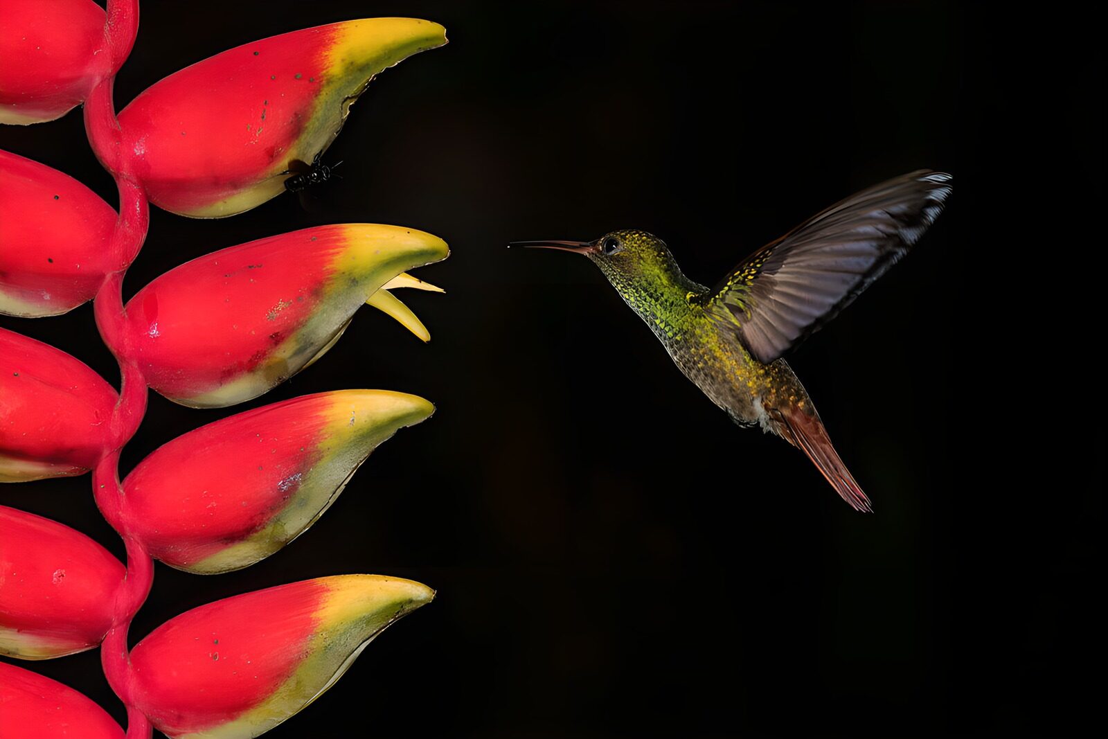 TPDE98166: Kolibri im Flug vor bunten Blüten