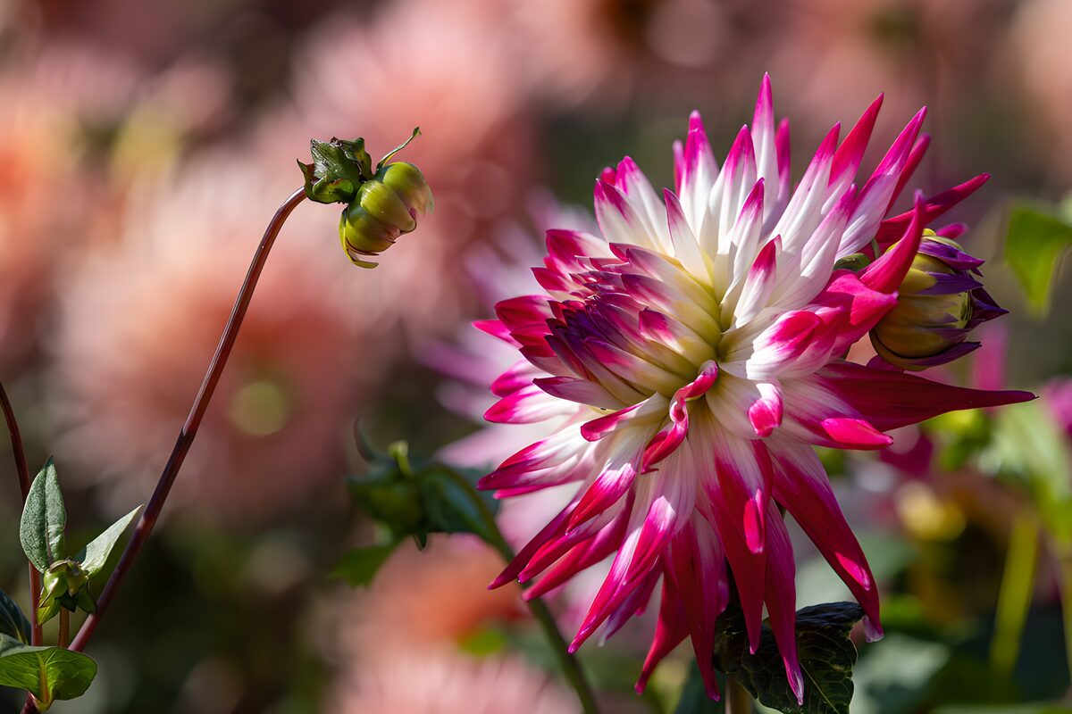 TPDE98144: Bunte Dahlie im Garten