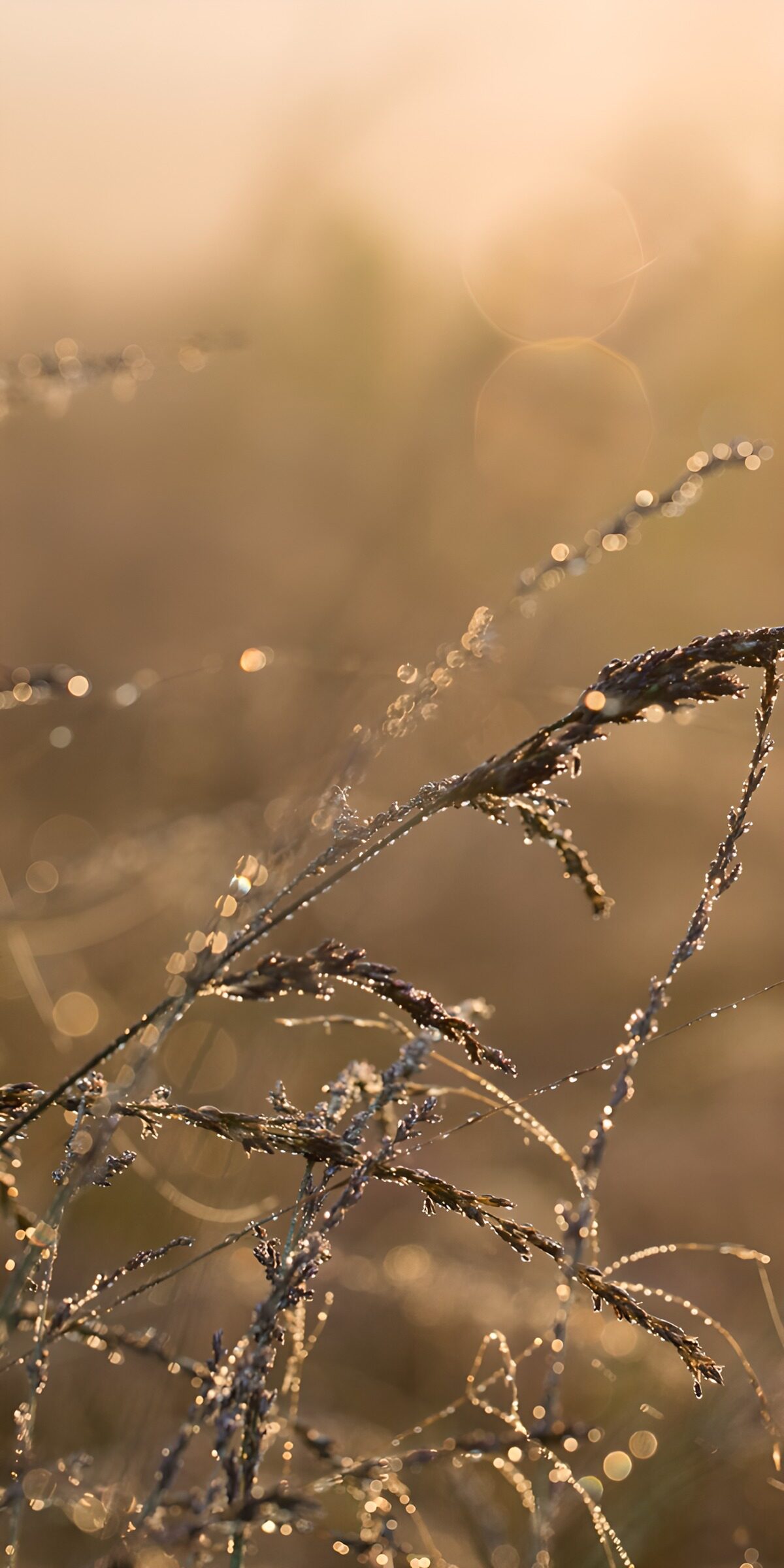 Morgentau auf goldenen Halmen
