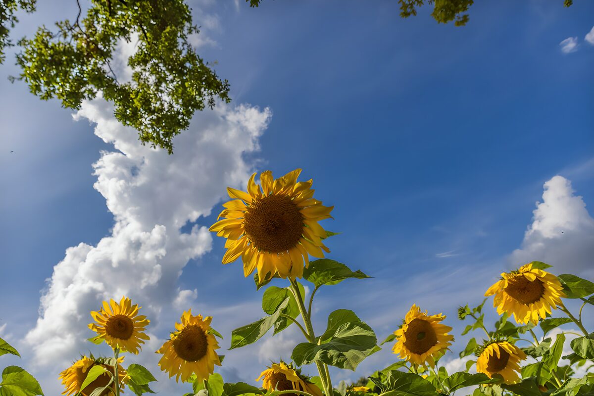 TPDE48509: Strahlende Sonnenblumen im Sonnenlicht