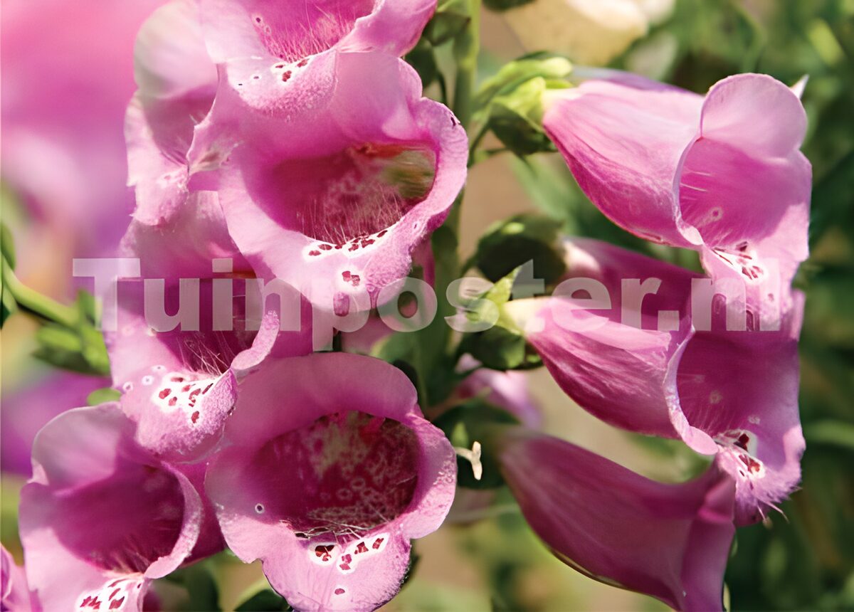 TPDE43833: lilafarbene Blüten des Fingerhutskrauts