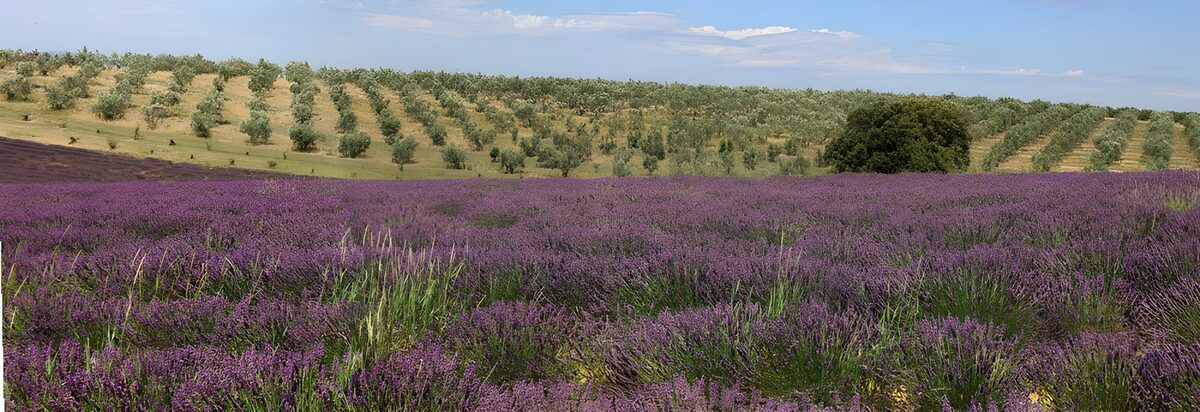 Ausblick über Lavendel und Olivenbäume