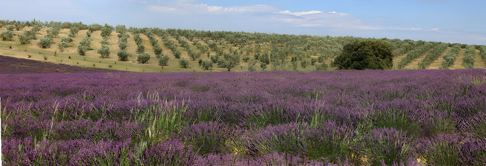 TPDE68301: Ausblick über Lavendel und Olivenbäume