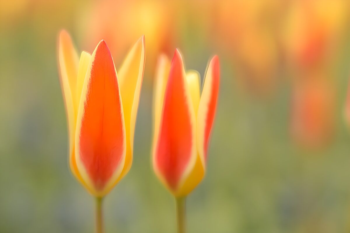 TPDE65040: Bunte Tulpen im Frühlingsgarten