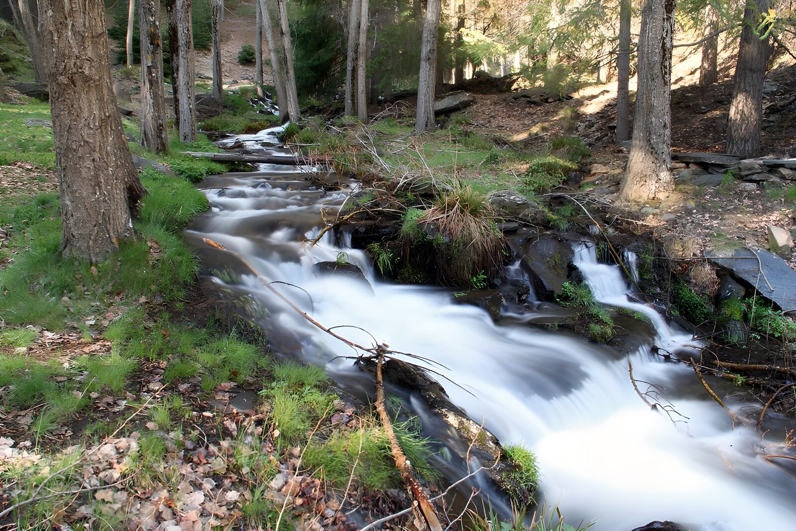 TPDE44146: Stromschnellen, an Bäumen in einem Naturpark vorbei