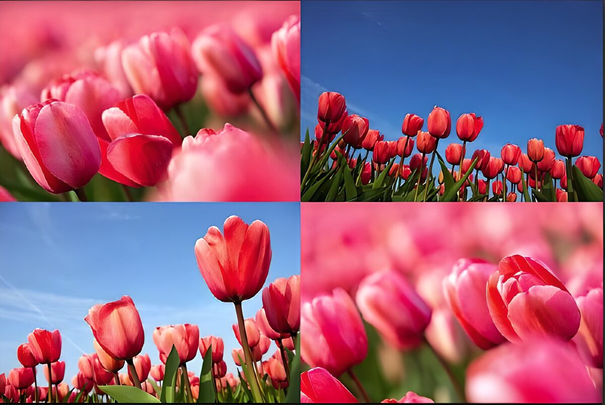 rosarote Tulipa "Companion"