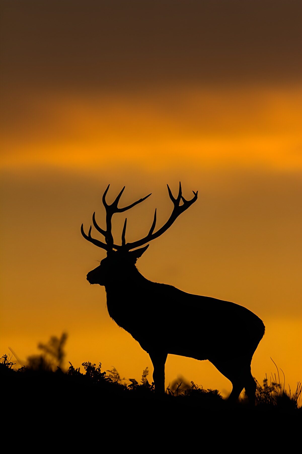 TPDE30383: Majestätischer Hirsch im Abendlicht