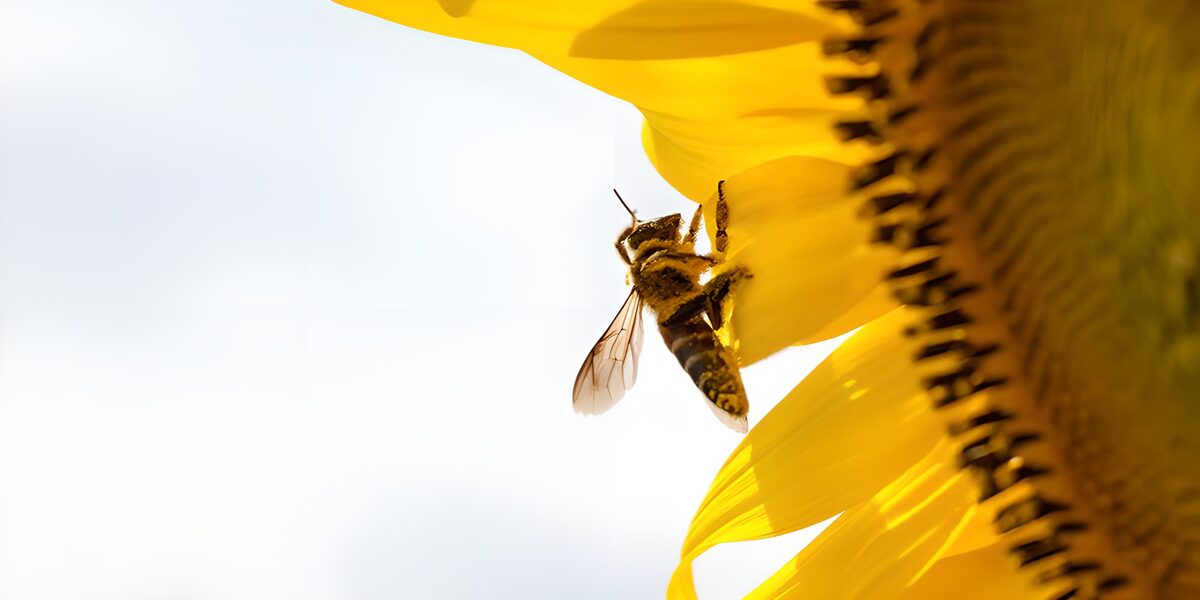 TPDE55571: eine Biene auf einer Sonnenblume