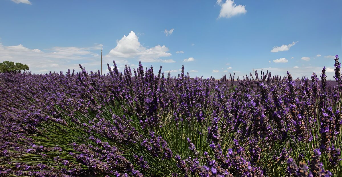 herrliche lilafarbene Blütenkronen von Lavendel
