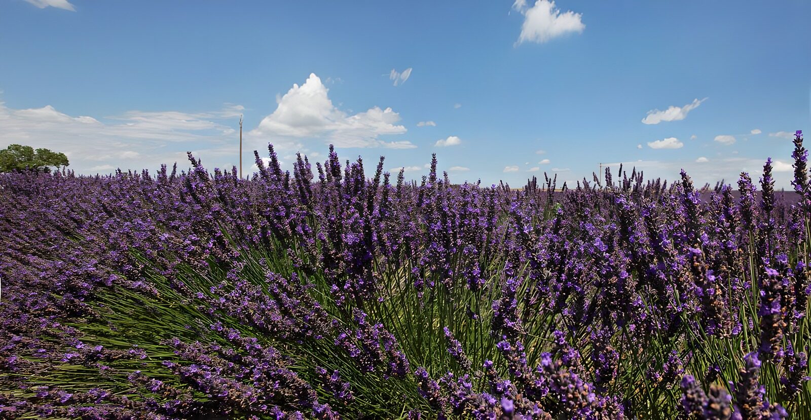 TPDE53755: herrliche lilafarbene Blütenkronen von Lavendel