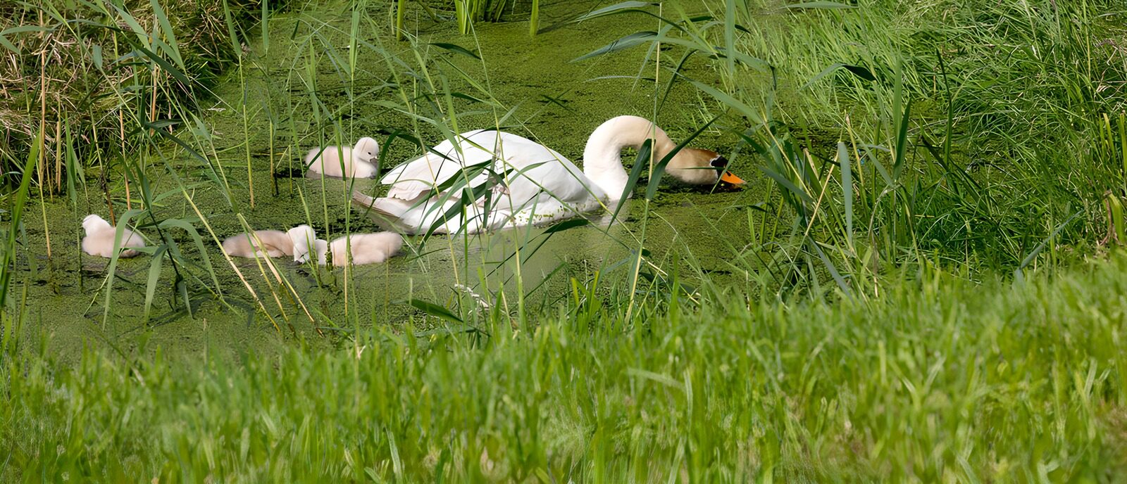 TPDE88772: Schwan mit Küken im grünen Wasser