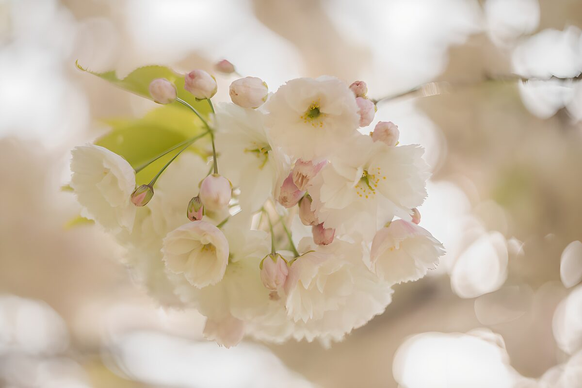 TPDE31508: Blühende Kirschblüten im Frühlingslicht