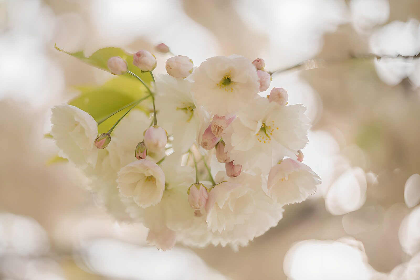 TPDE31508: Blühende Kirschblüten im Frühlingslicht
