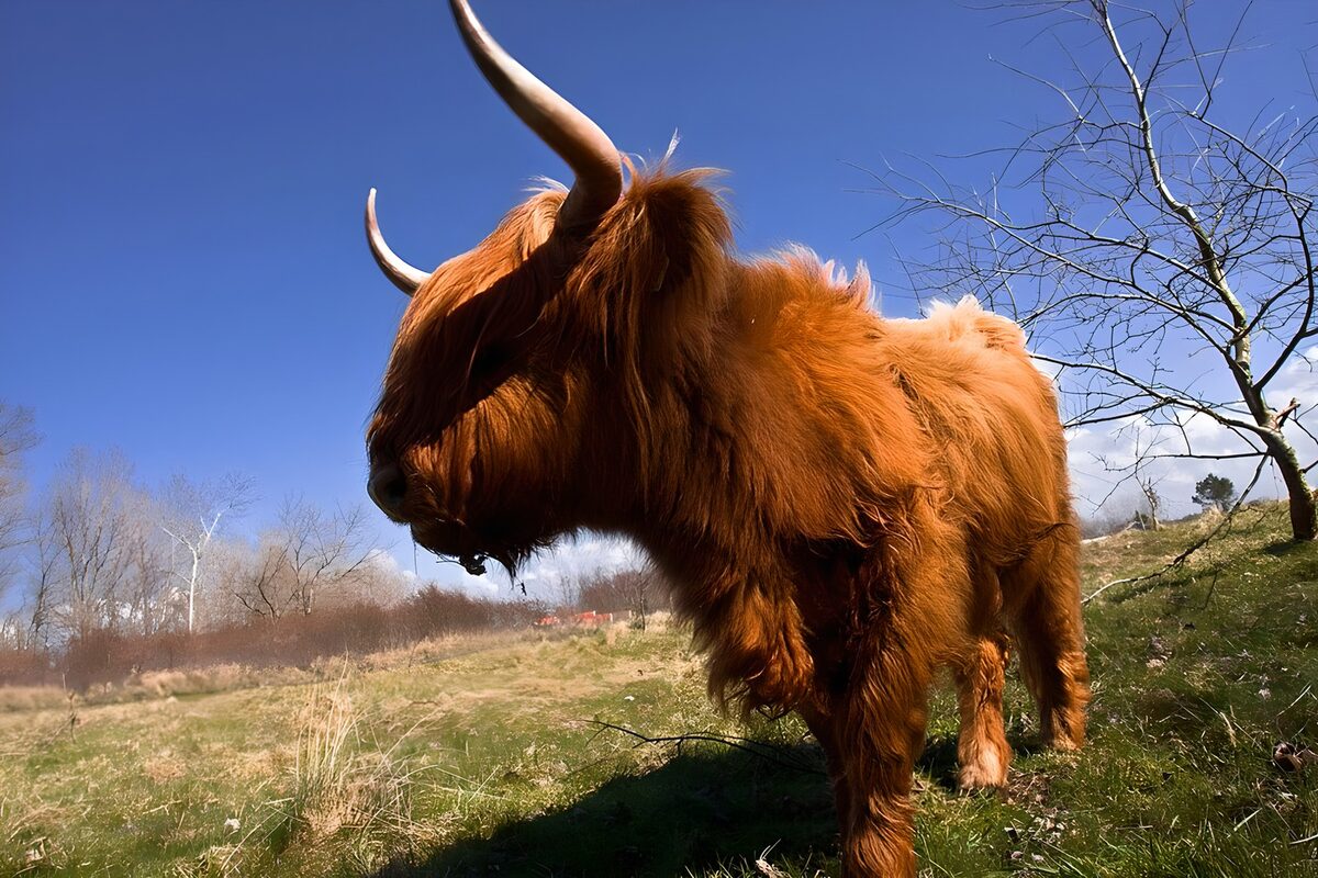 rotbrauner "Highland Cow" 