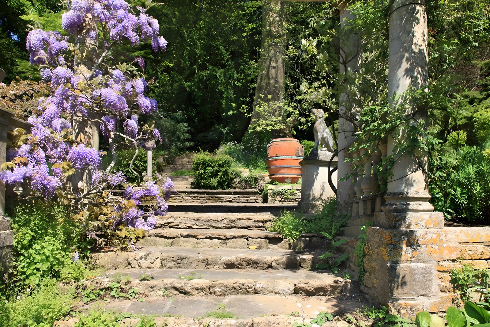 TPDE94364: Wisteria übersteigt die Steinstufen
