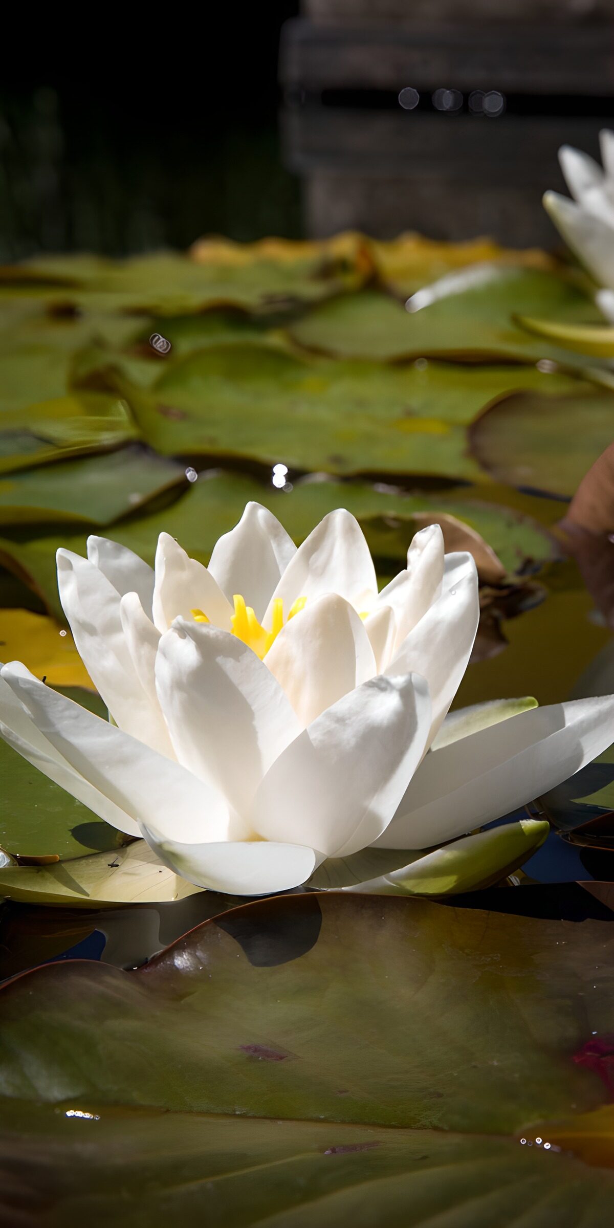 TPDE70721: Weiße Seerose im Sonnenschein