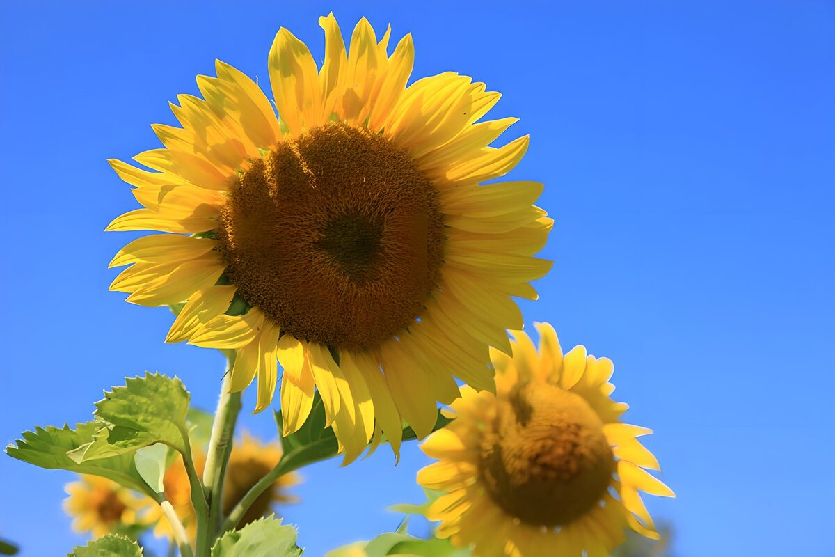 TPDE41688:   die riesigen Blüte einer Sonnenblume wirken majestätisch