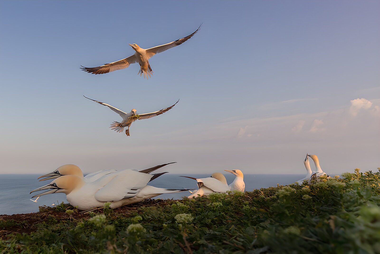 TPDE90757: Möwen und Basstölpel am Meer