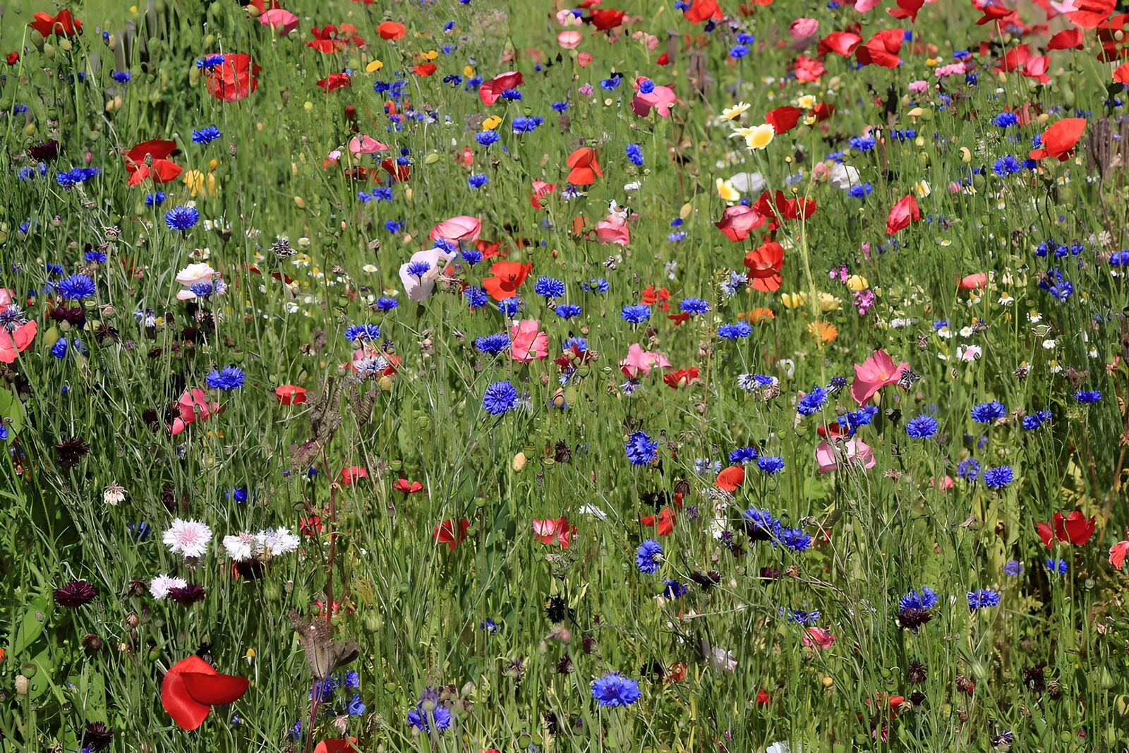 TPDE39993: eine Wiese mit Klatschmohn, Kornblumen usw. im Juli