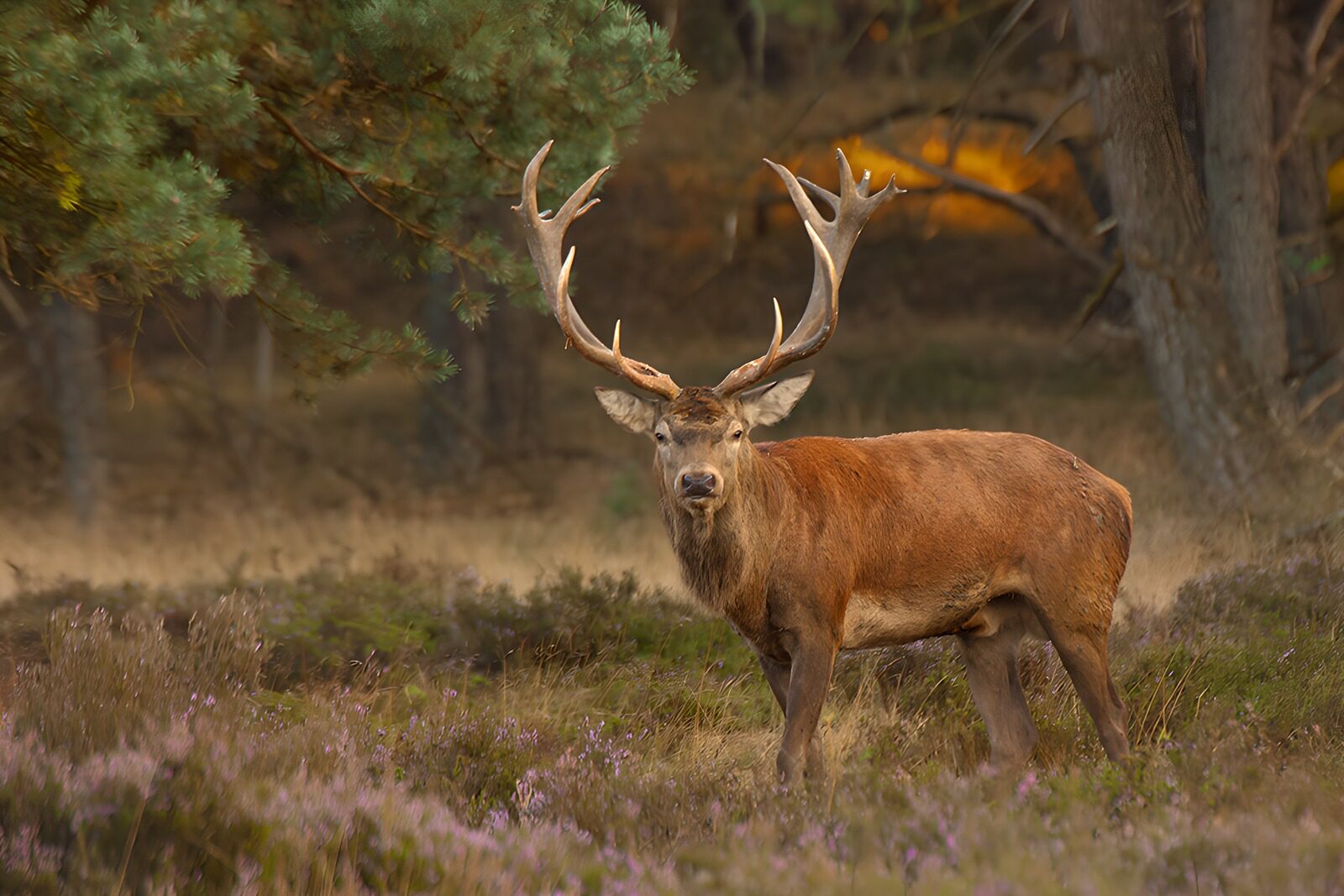 TPDE16459: Majestätischer Rothirsch im Wald