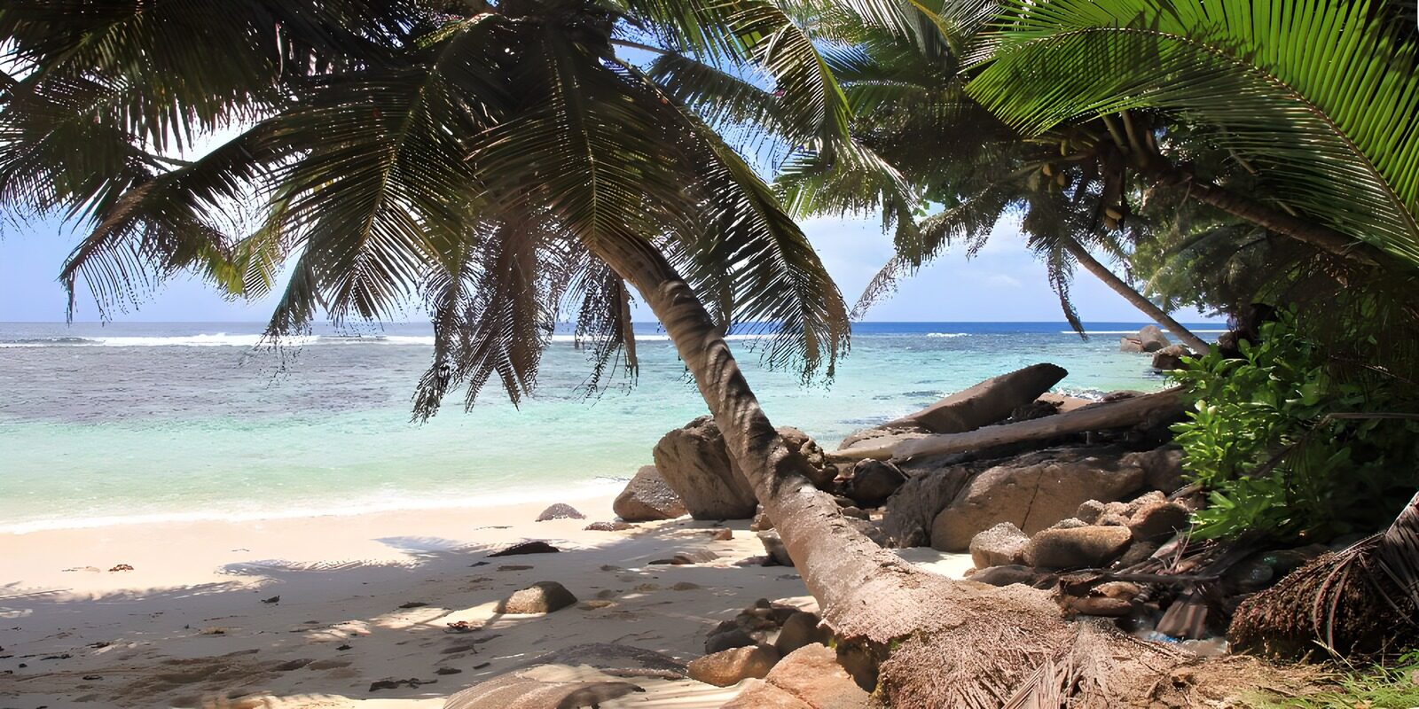 TPDE38809: schattige Stelle unter Palmen am Meer