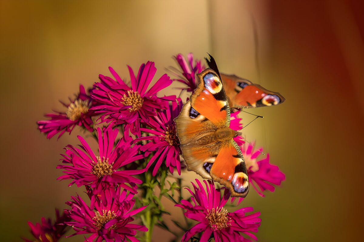 TPDE61912: Schmetterlinge auf bunten Blumen